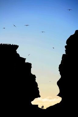  Two tiny humans dwarfed by the magnificence of Muriwai, and its gannet colony